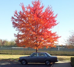 1985 mercedes 300d